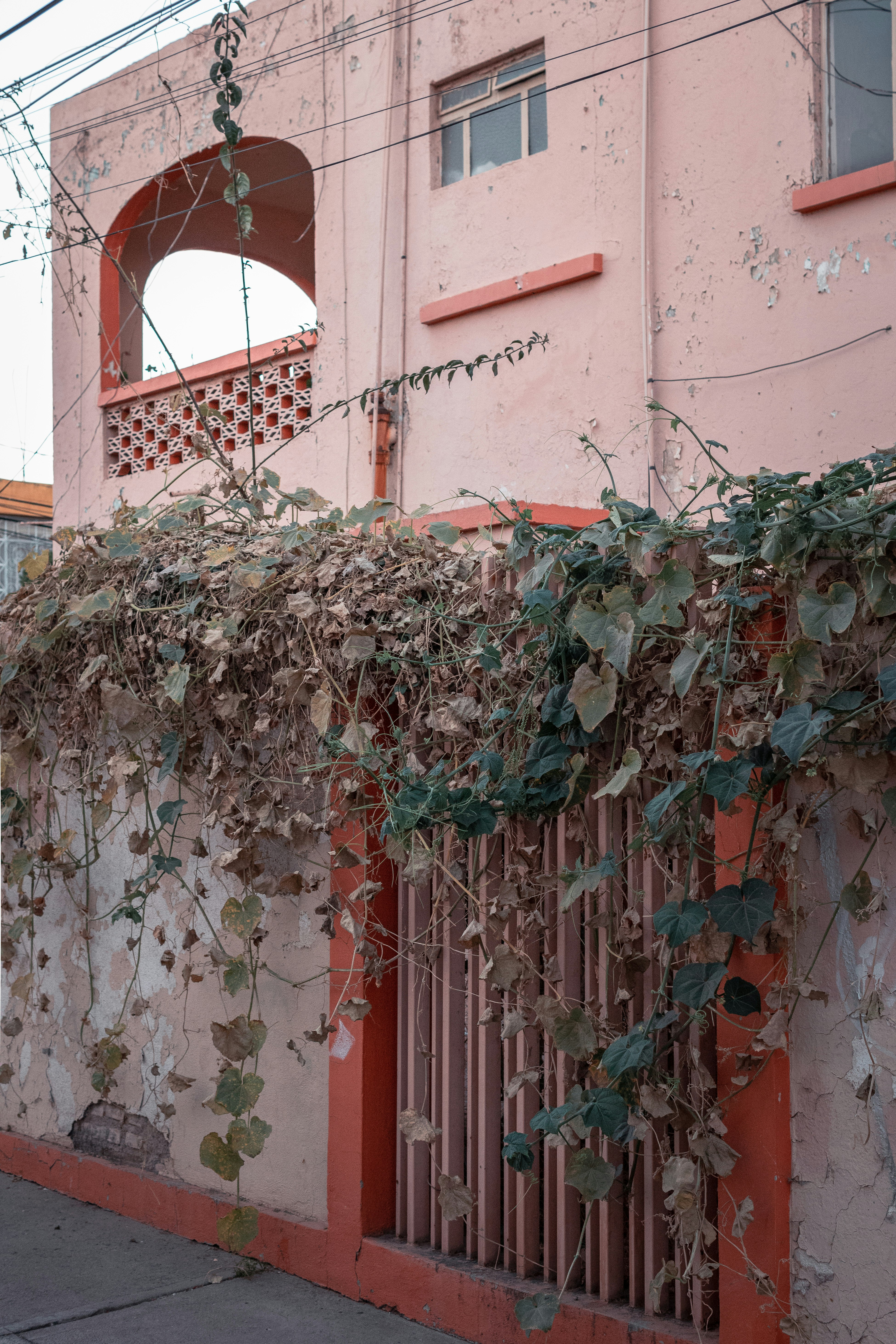 green and brown plant on red concrete building